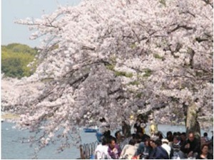 明石公園の桜