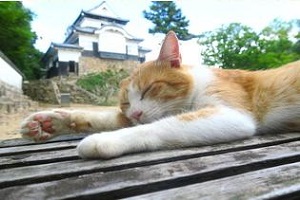 猫城主さんじゅーろー