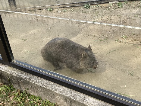 五月山動物園ウォンバット 