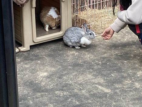 五月山動物園 五月山動物園ふれあい広場