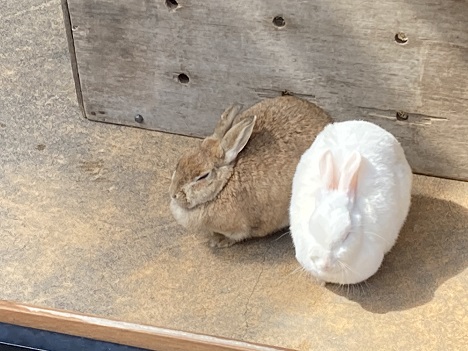 五月山動物園ふれあい広場