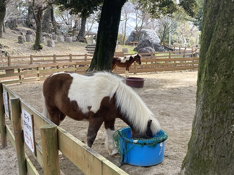 五月山動物園ポニー 