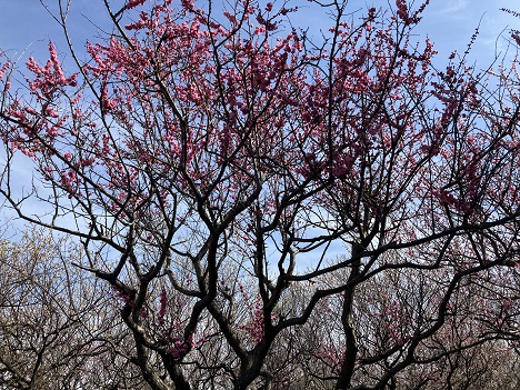 城跡公園 ～梅