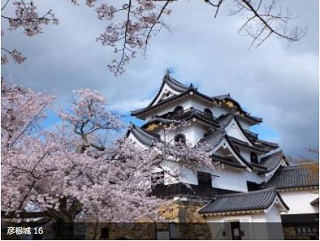 彦根城跡 桜