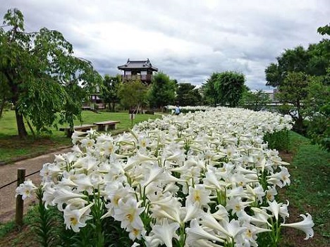 池田城跡公園のユリの花