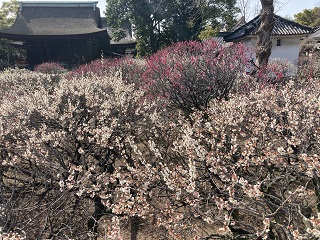 道明寺天満宮 梅まつり 橋の上から