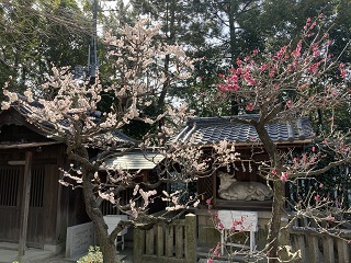 道明寺天満宮 梅まつり 白い牛