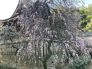 道明寺天満宮 梅まつり ～しだれ梅？