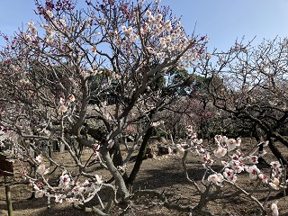 道明寺天満宮 梅まつり ～桜？