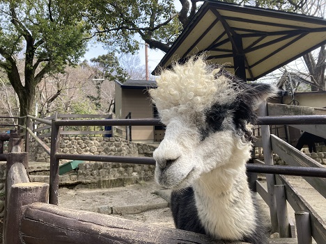 五月山動物園アルパカ