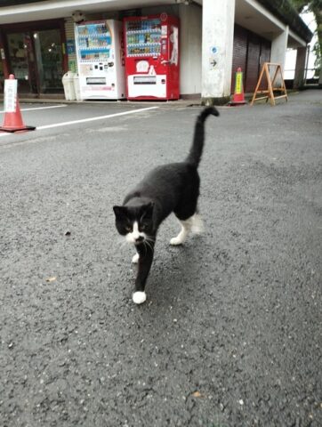 駐車場ねこ