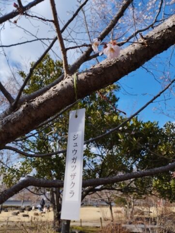 季節外れの桜