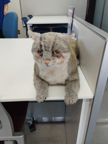 やまねこ