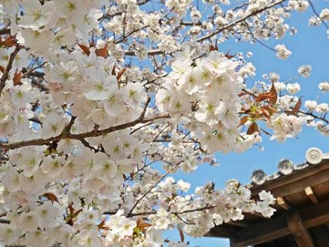 池田城跡公園の桜