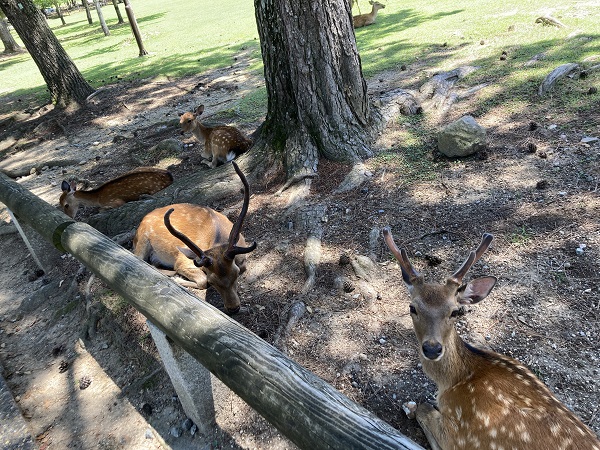 奈良公園 鹿